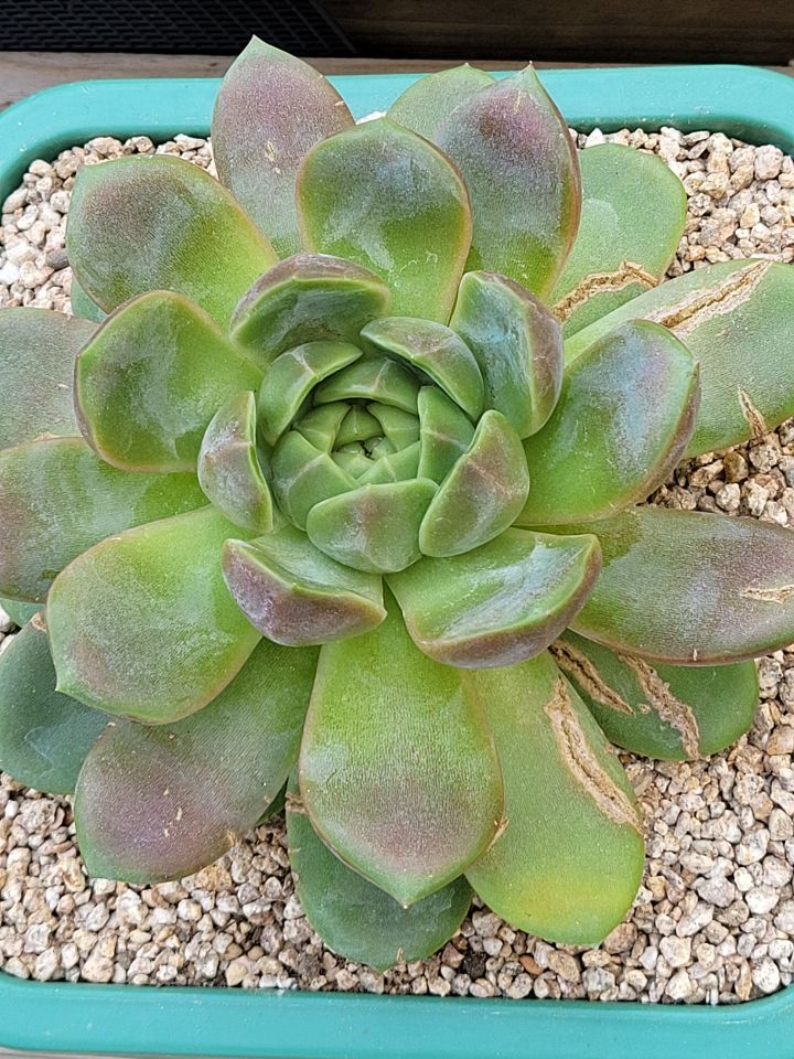 비엘라 이미지