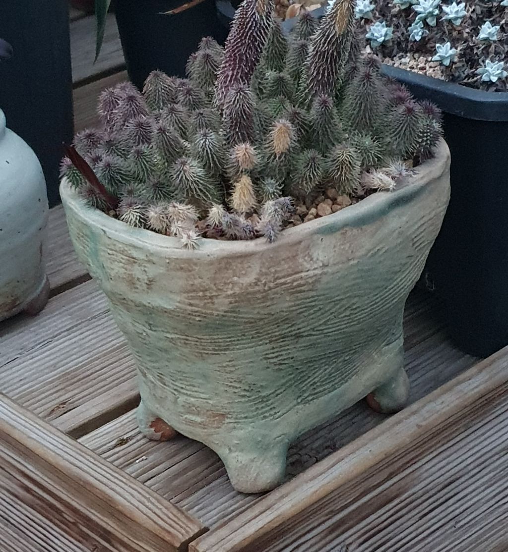 서인경화분 이미지