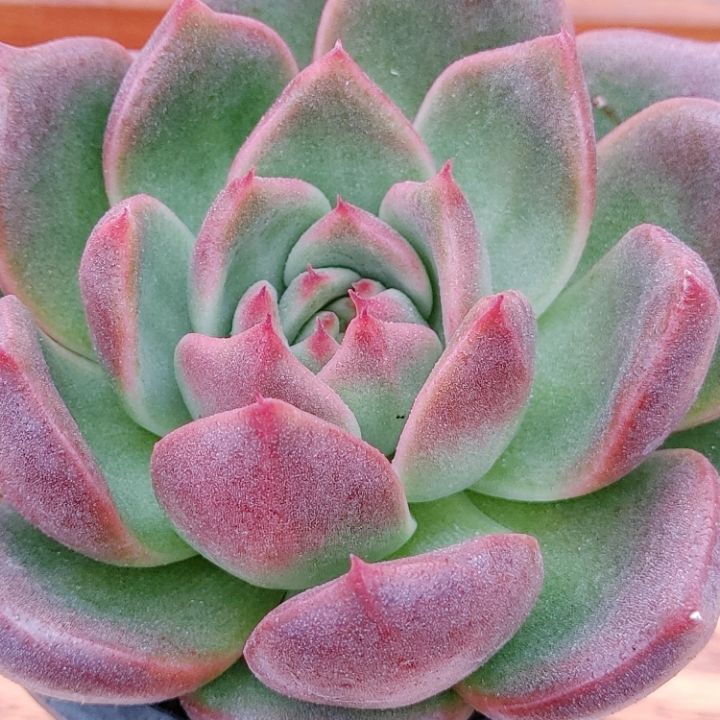 체르니 이미지