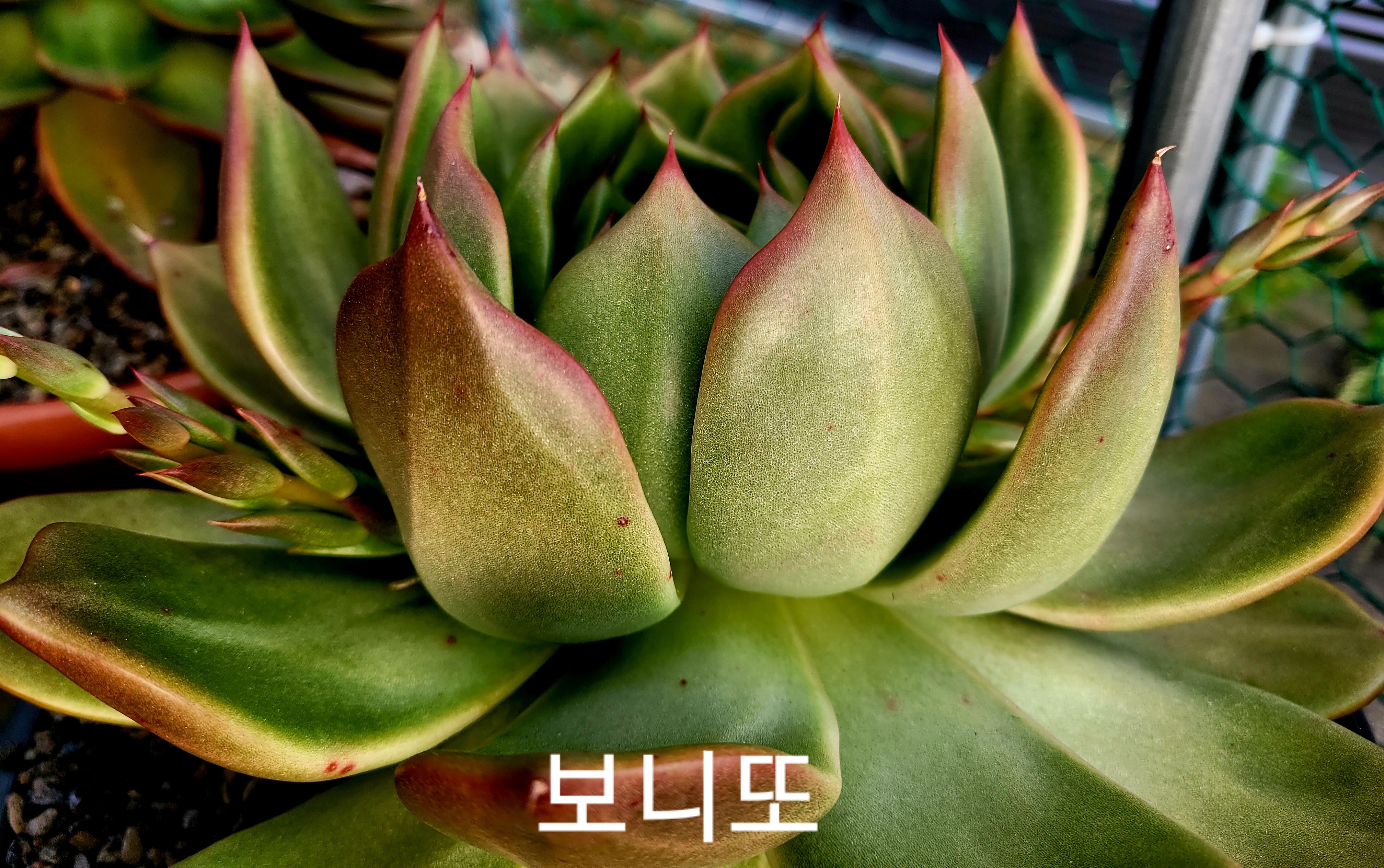 보니또 이미지