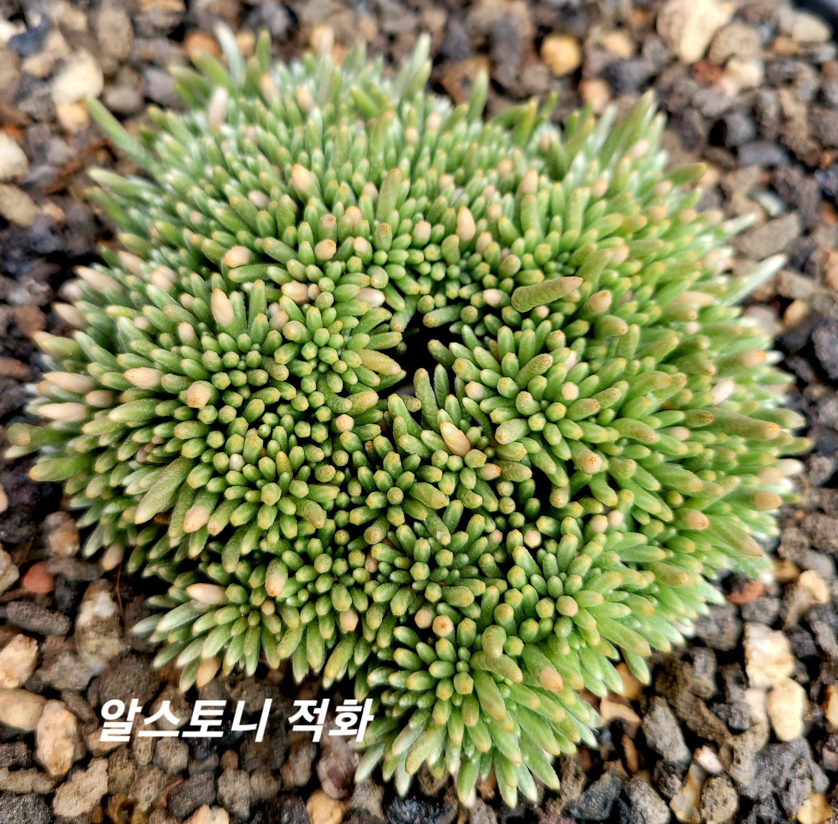 백화 이미지