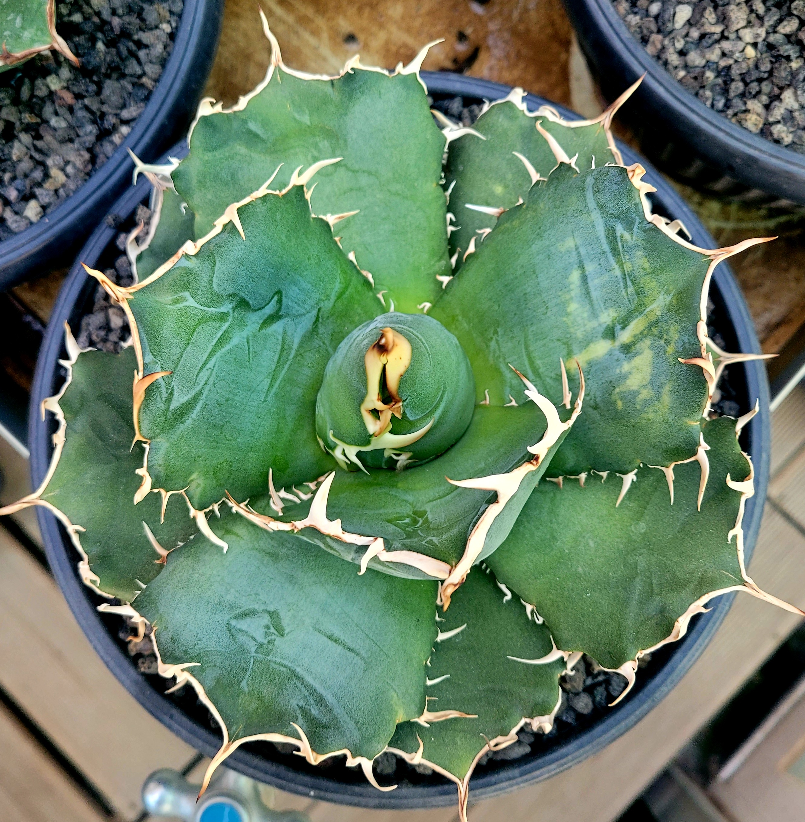 백경 이미지