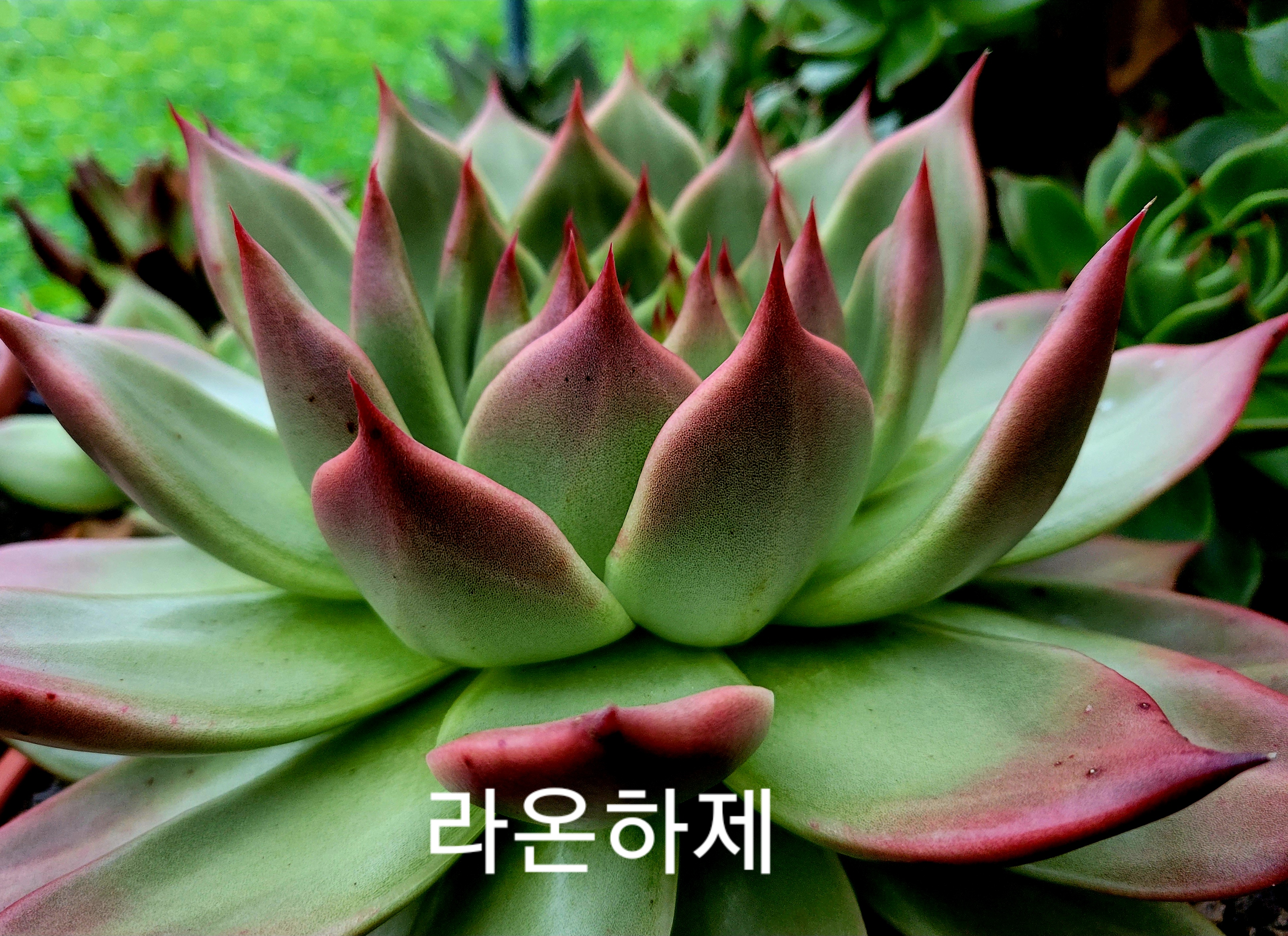 라온하제 이미지