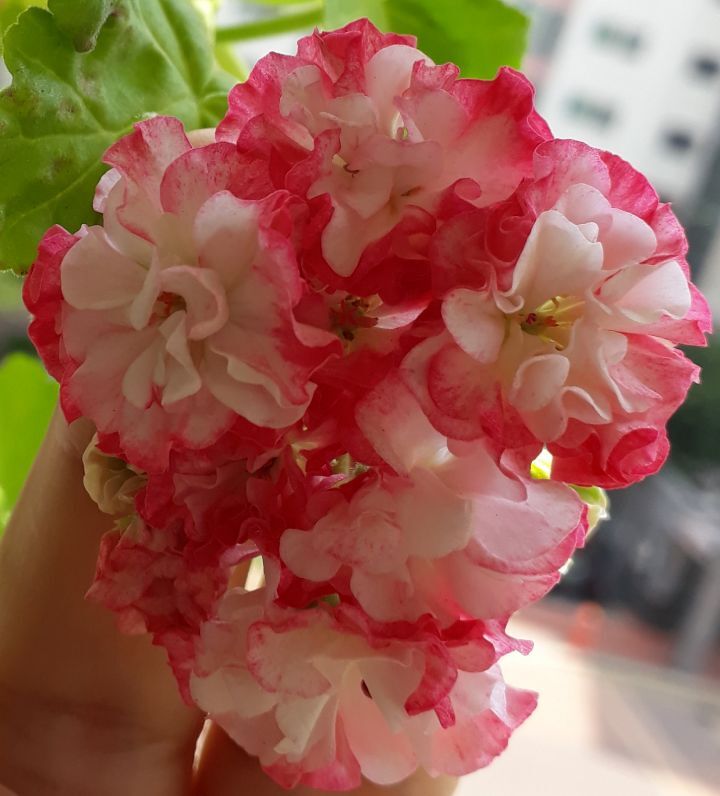 마담리 이미지