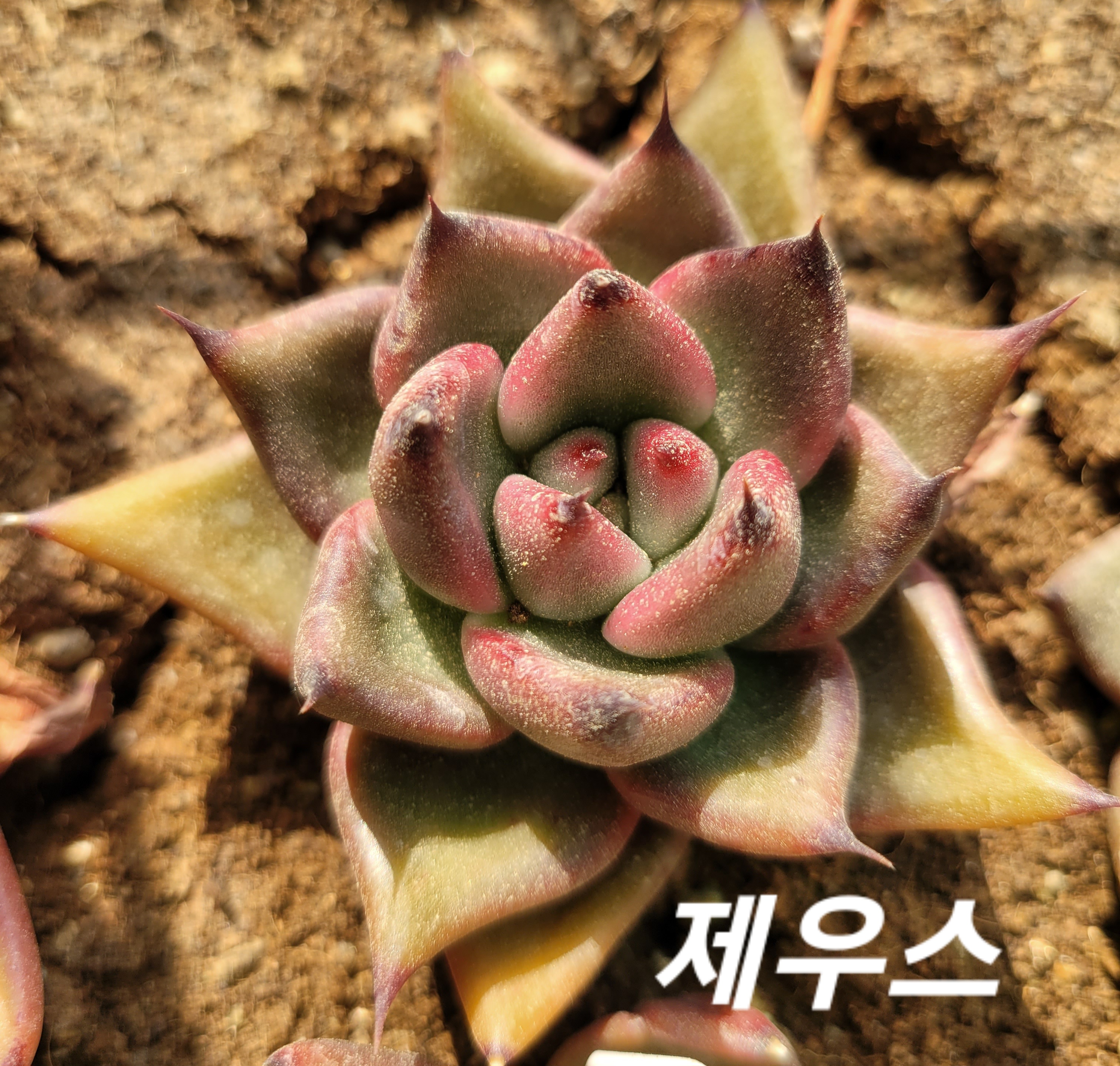 제우스 이미지
