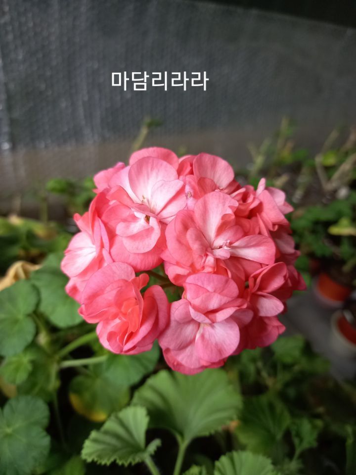 마담리 이미지