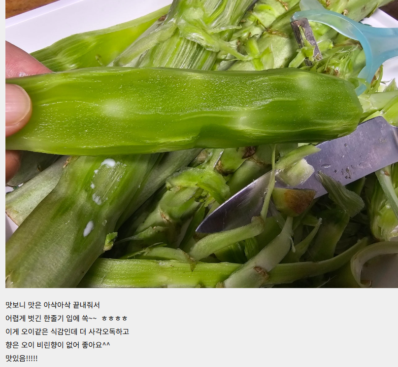 궁채 이미지