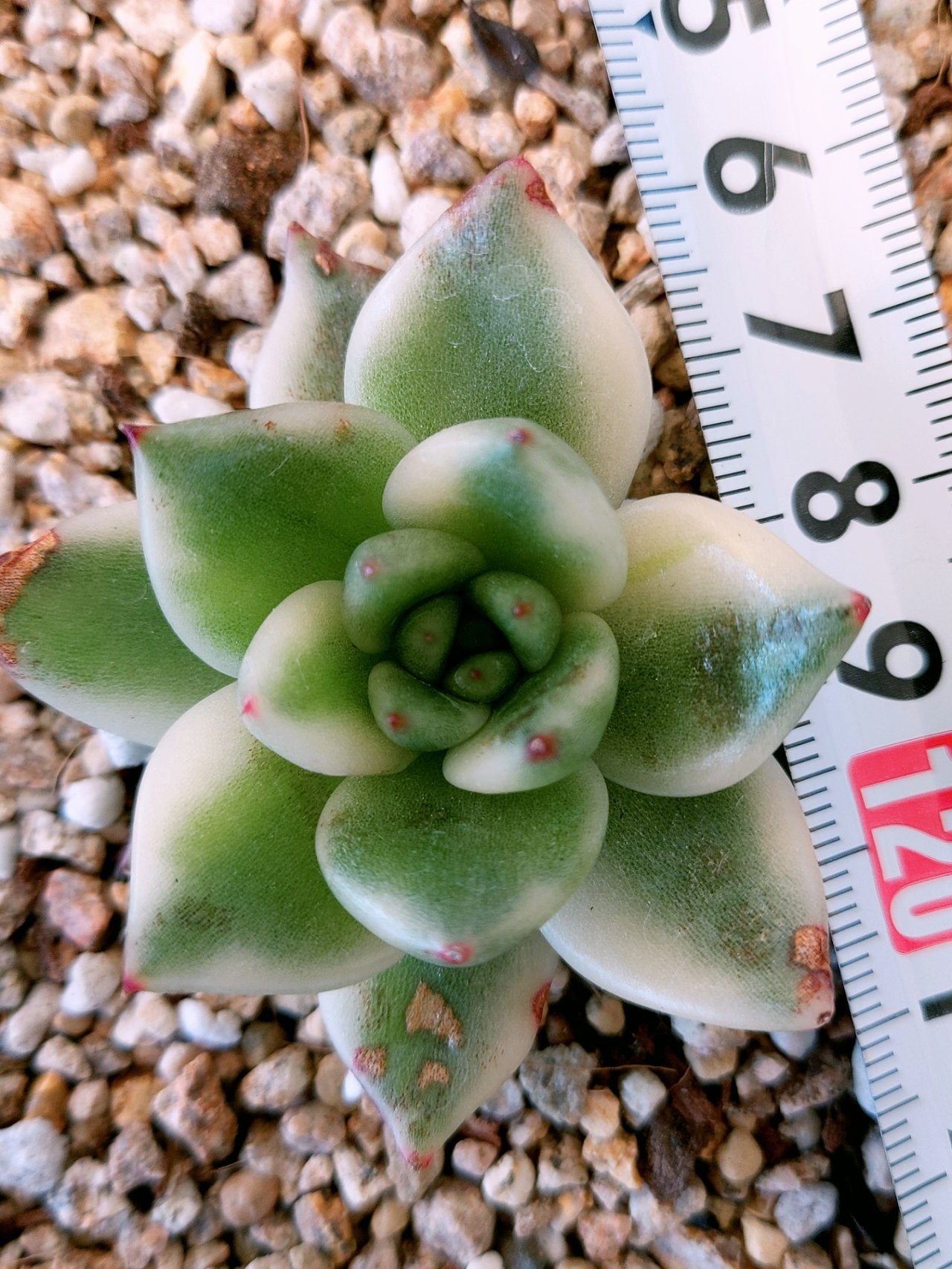 마리아유통 이미지