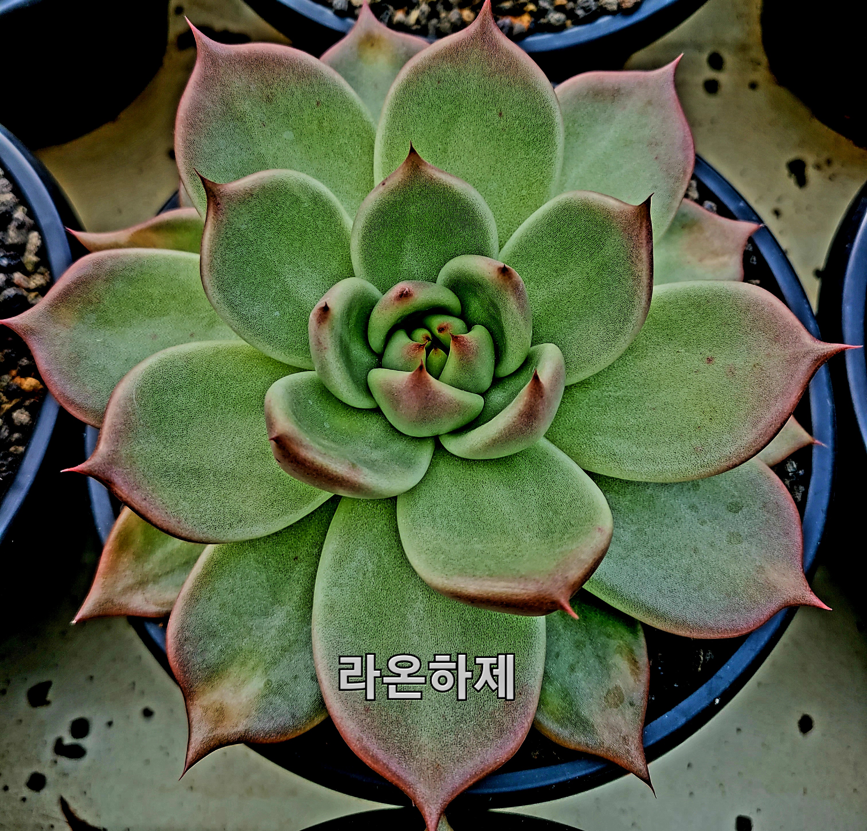 하제 이미지