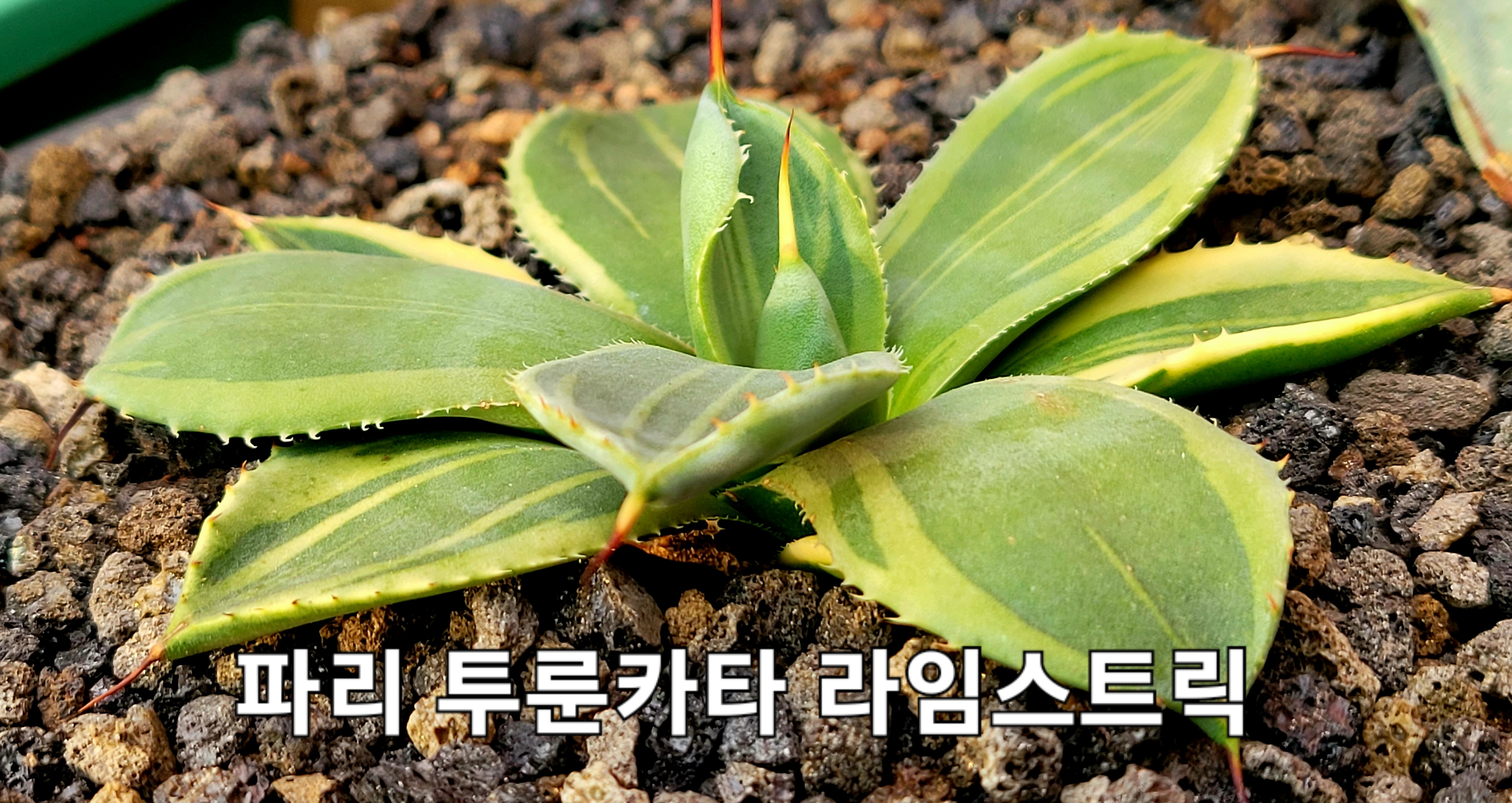 카타이어 이미지
