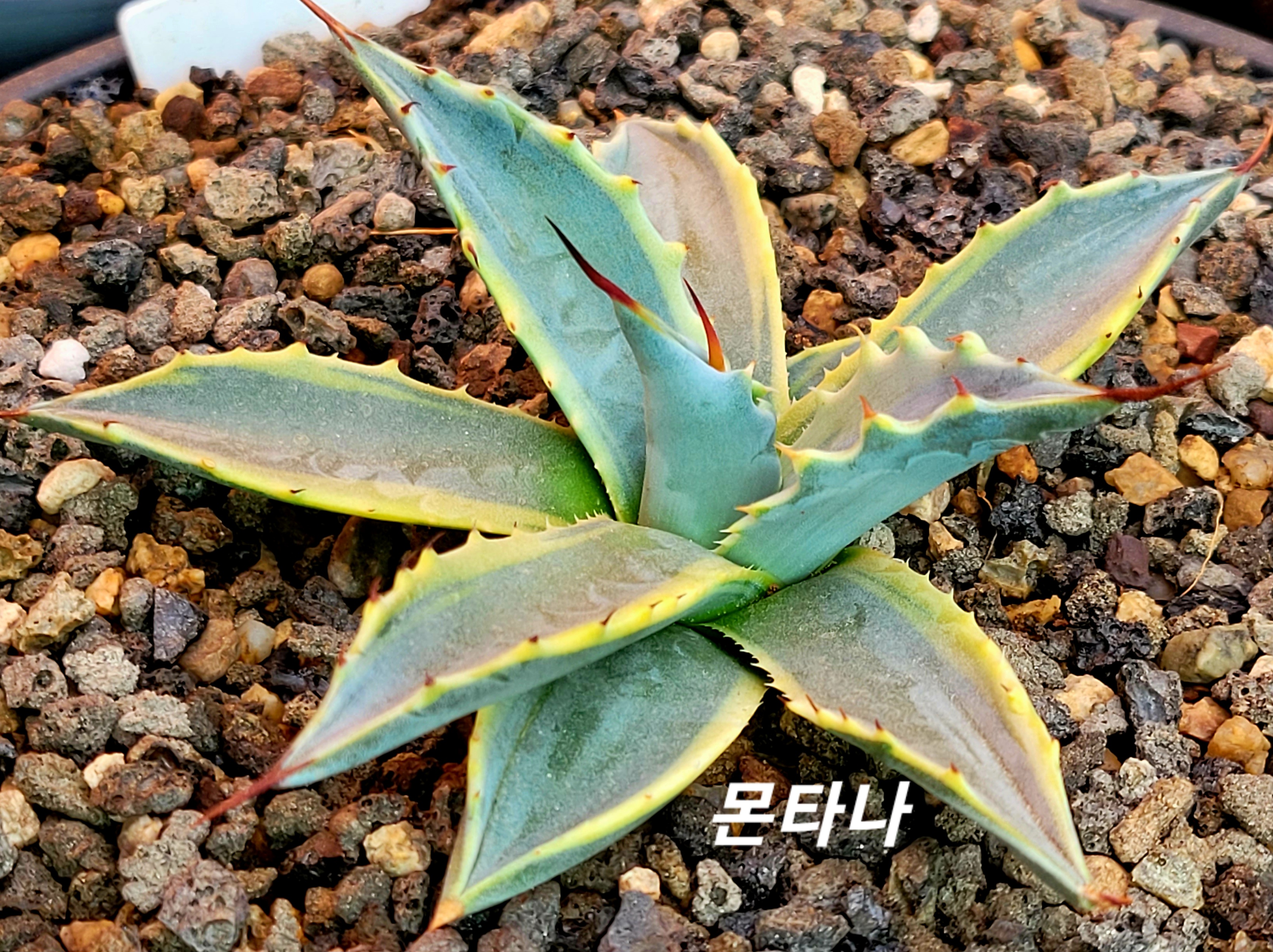 몬타나 이미지
