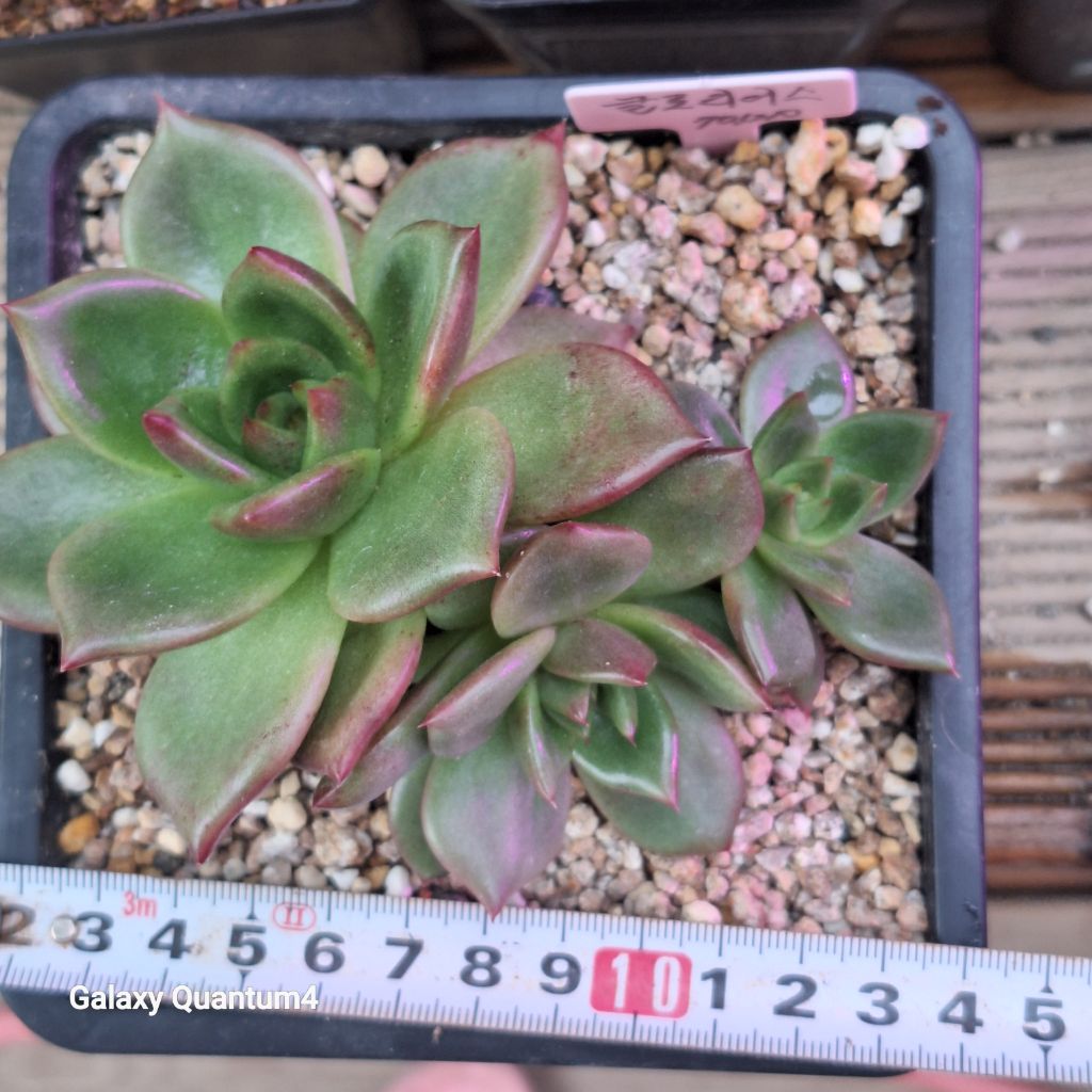 글로리어스주 이미지