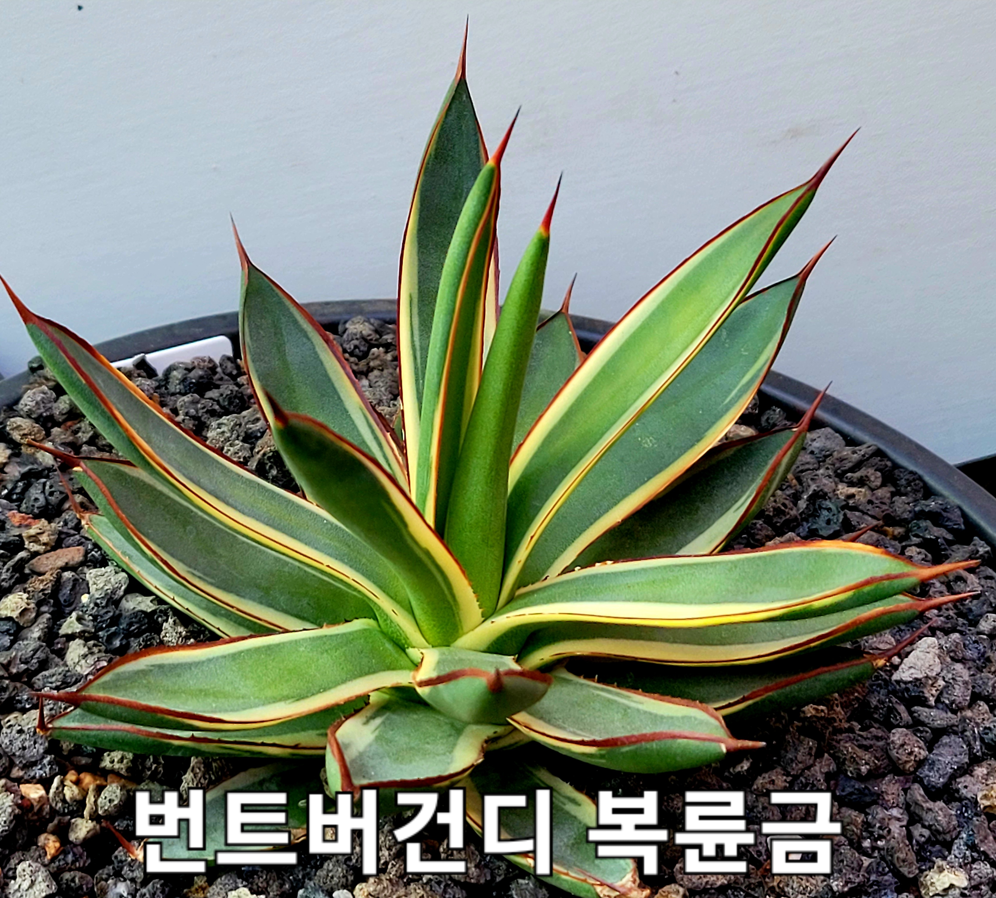 버건디 이미지