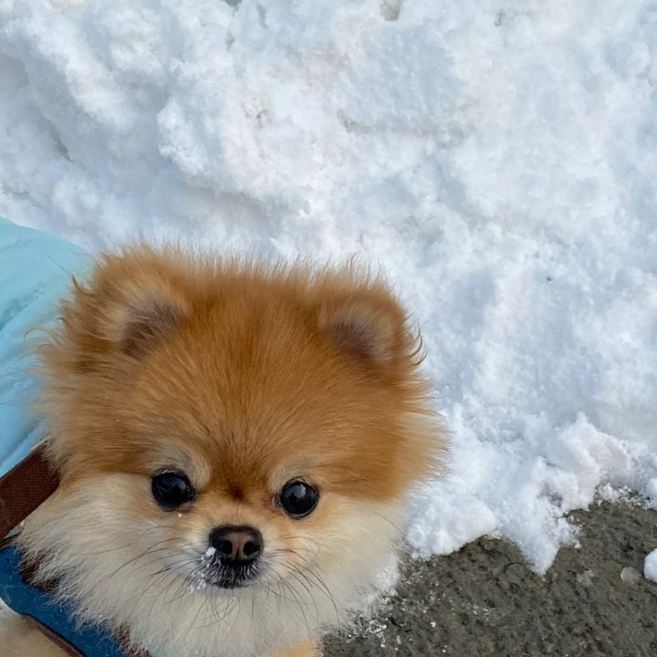 꼬미 이미지