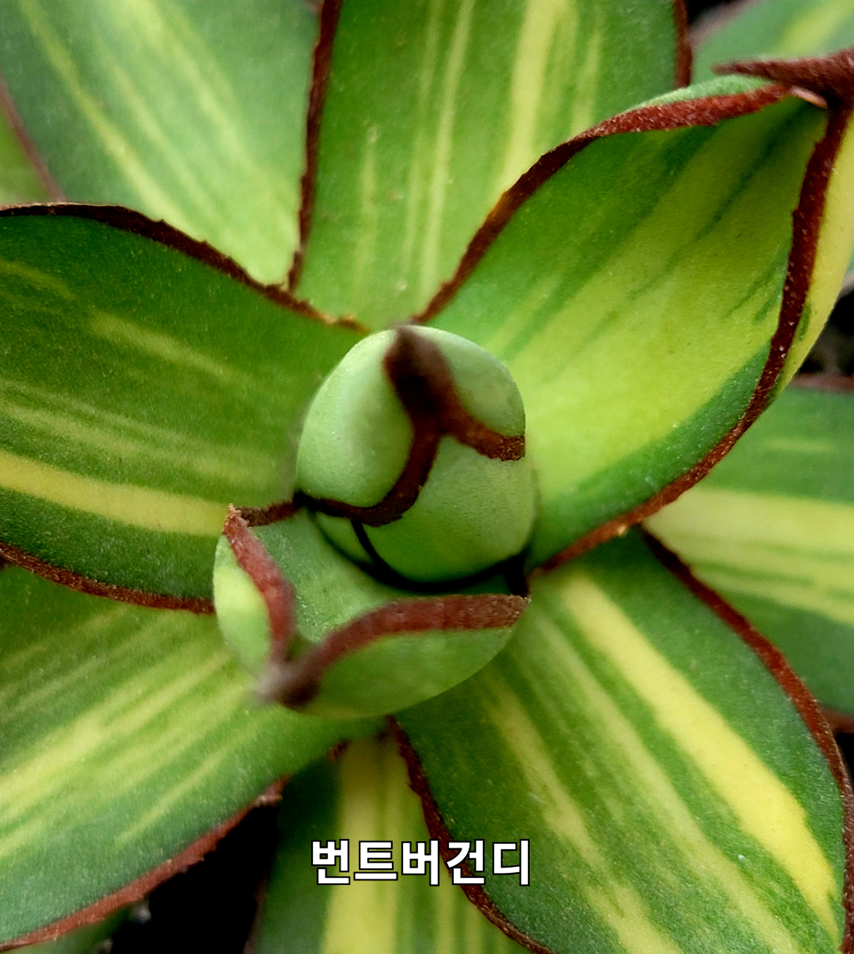 버건디 이미지