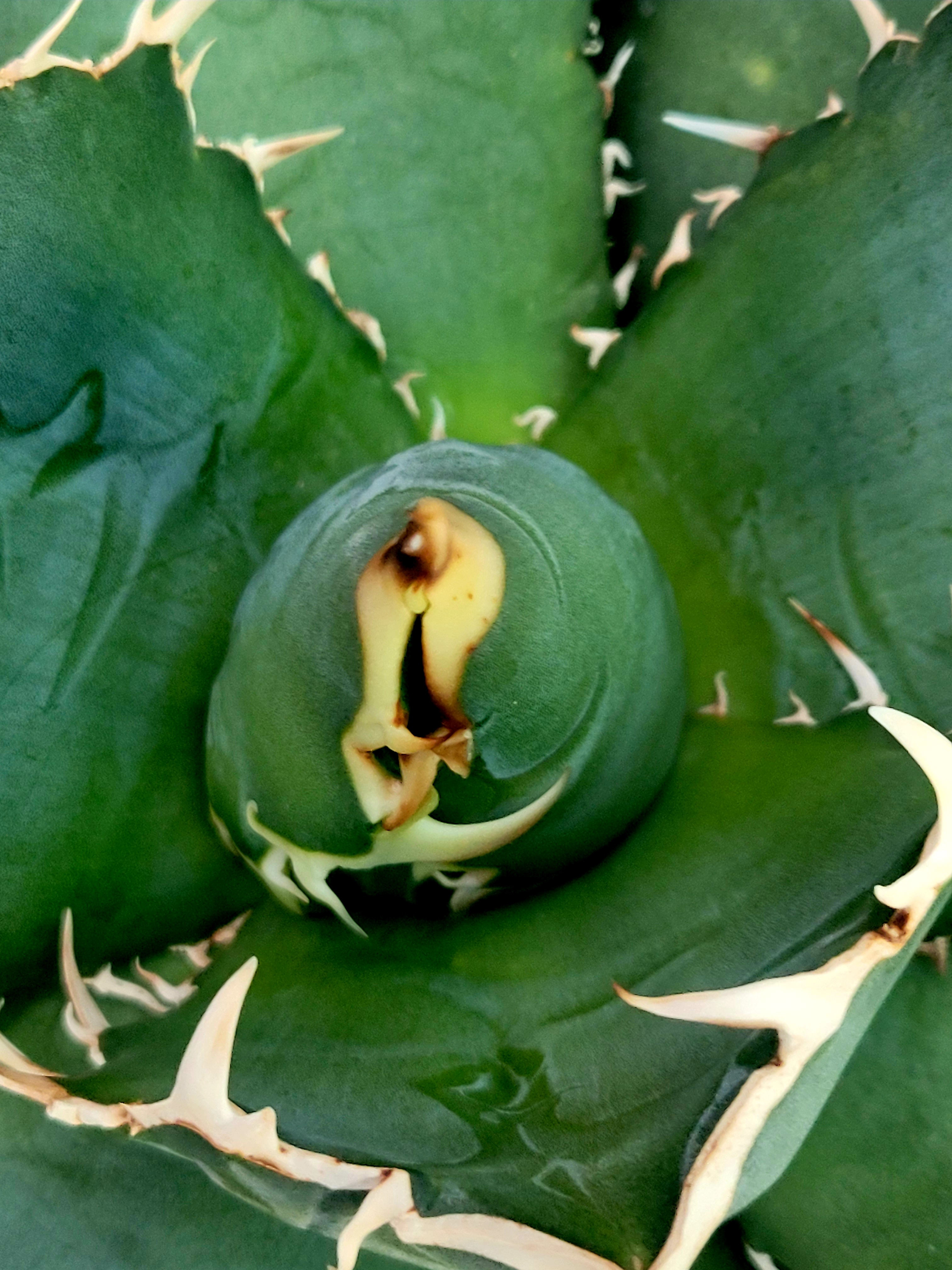 백경 이미지