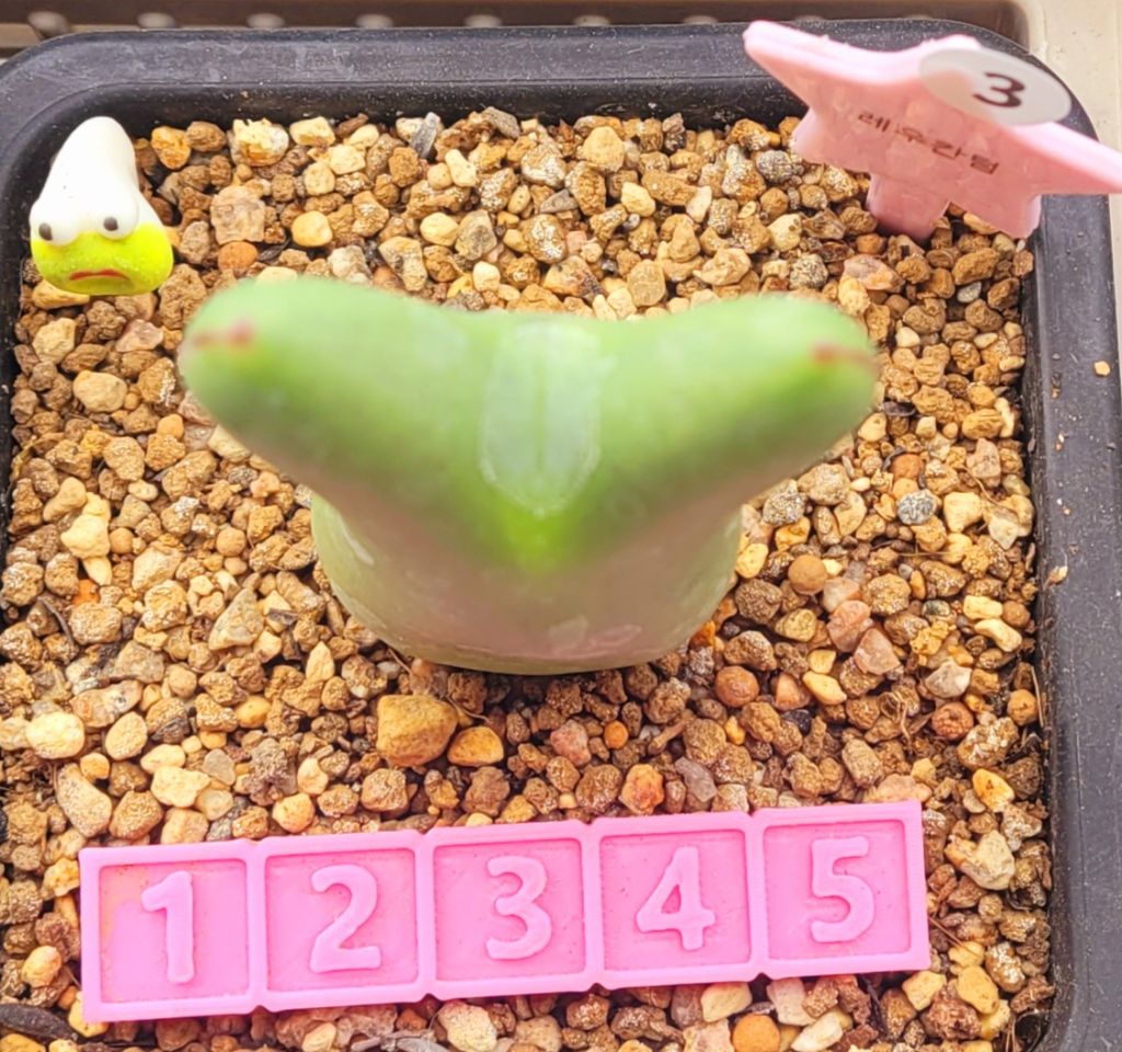 다우스 이미지