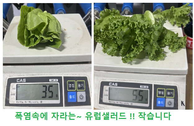 유럽샐러드 이미지