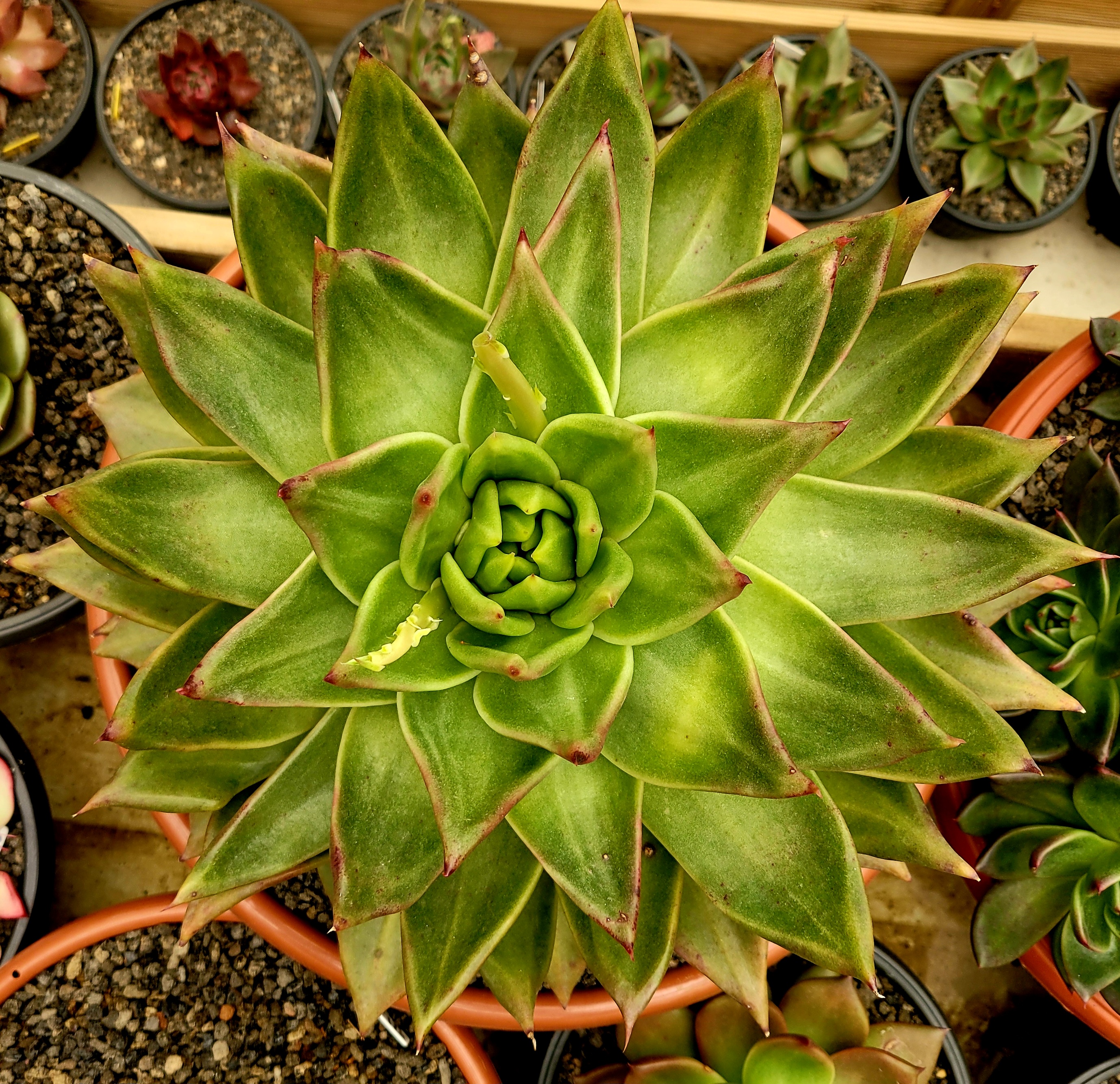 마리아A+ 이미지