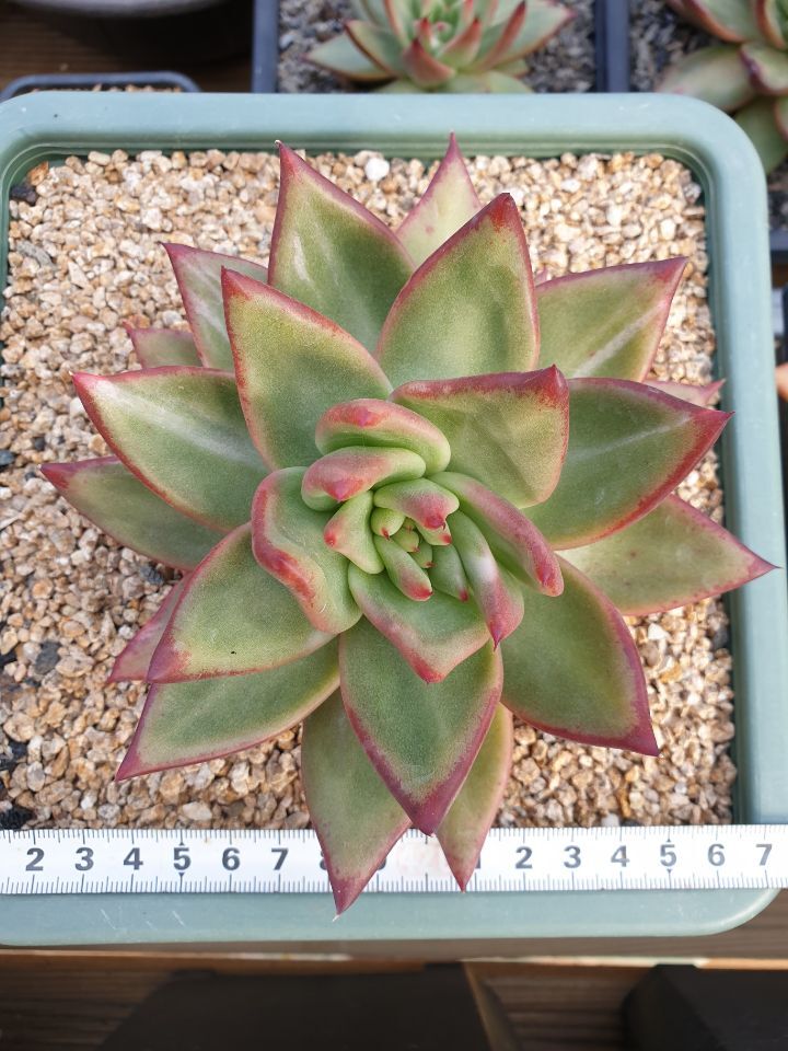 마리아유통 이미지