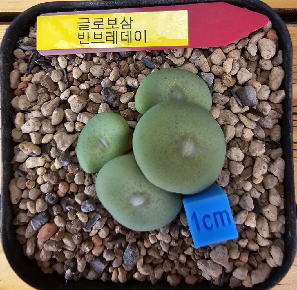 삼·삼·삼 이미지