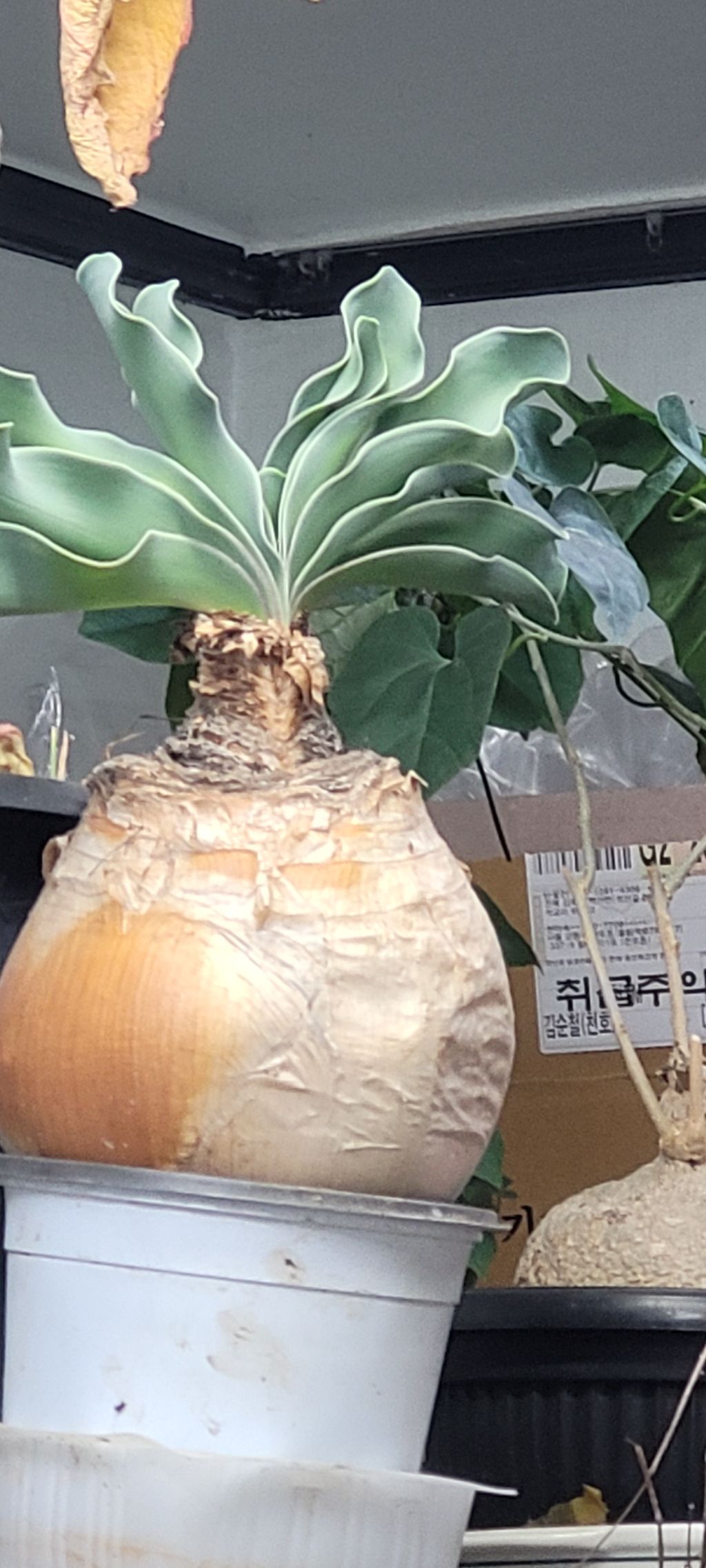 헤만 이미지