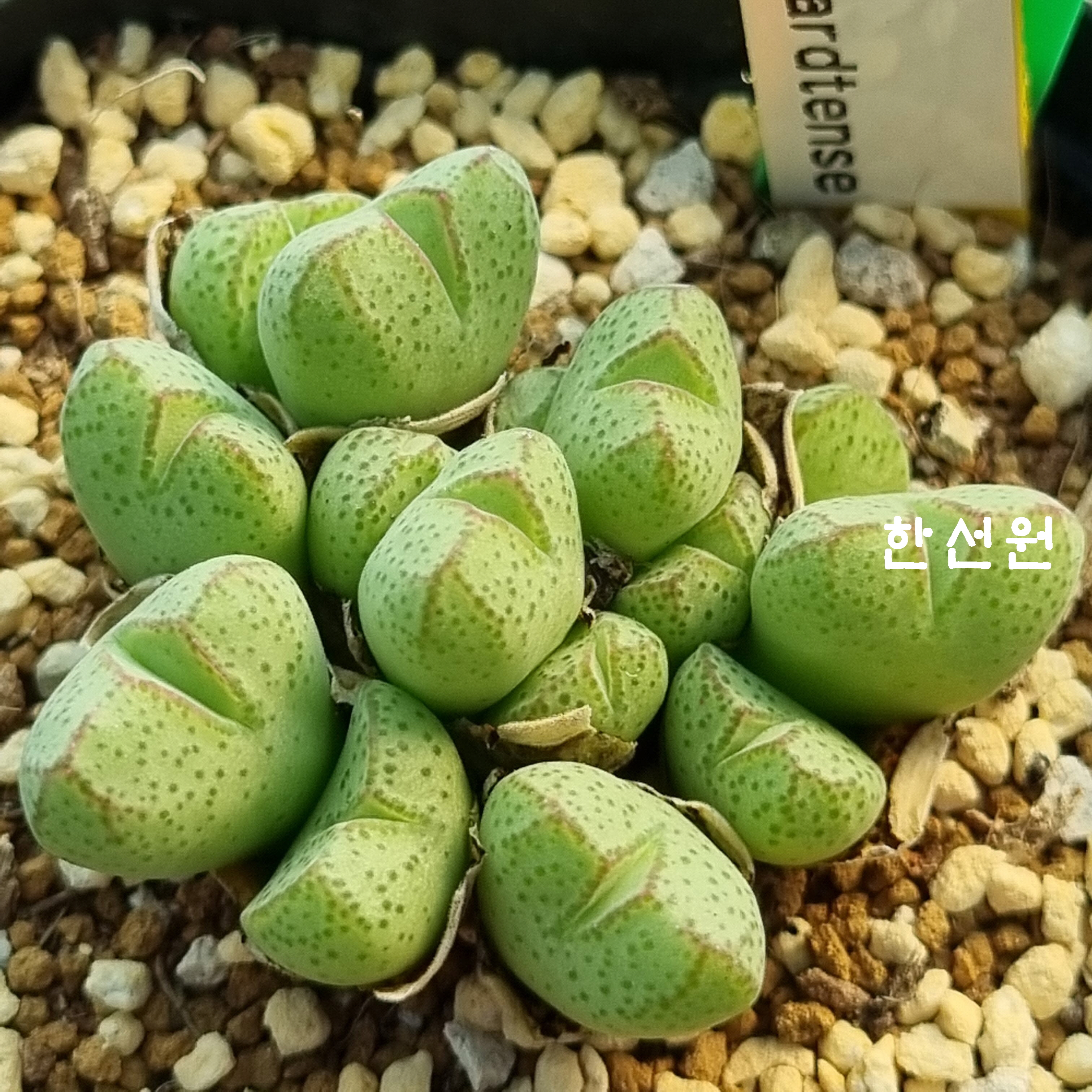 코노 이미지
