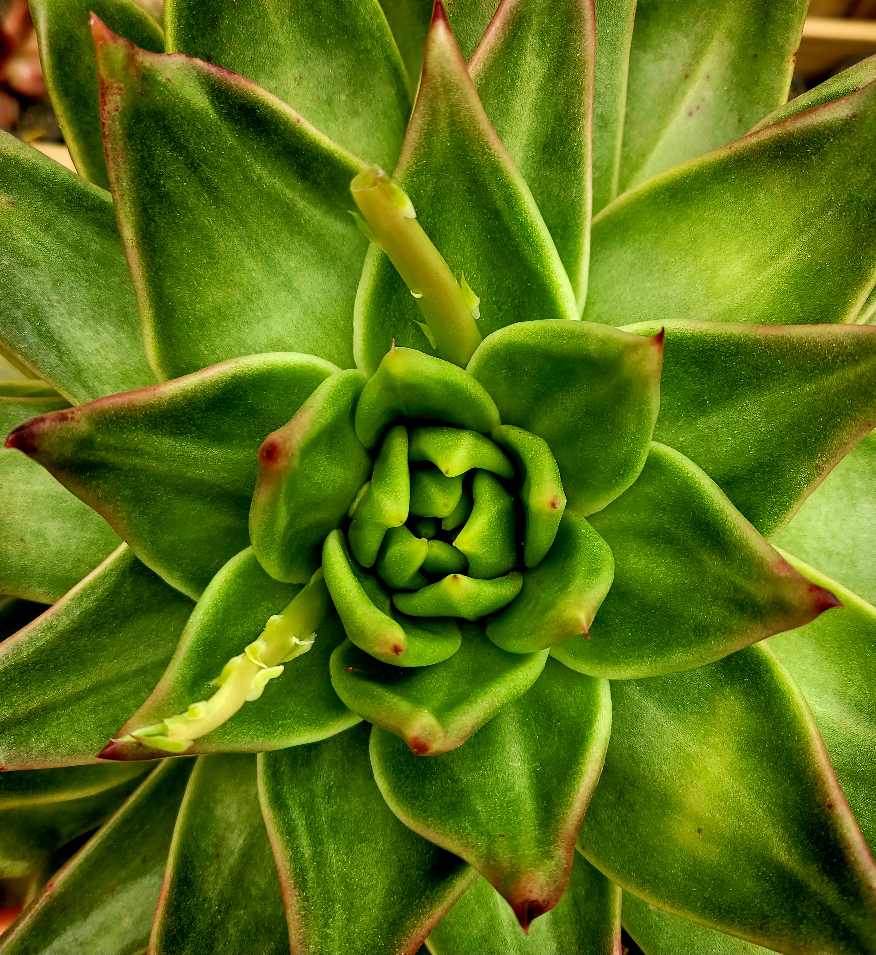 마리아A+ 이미지