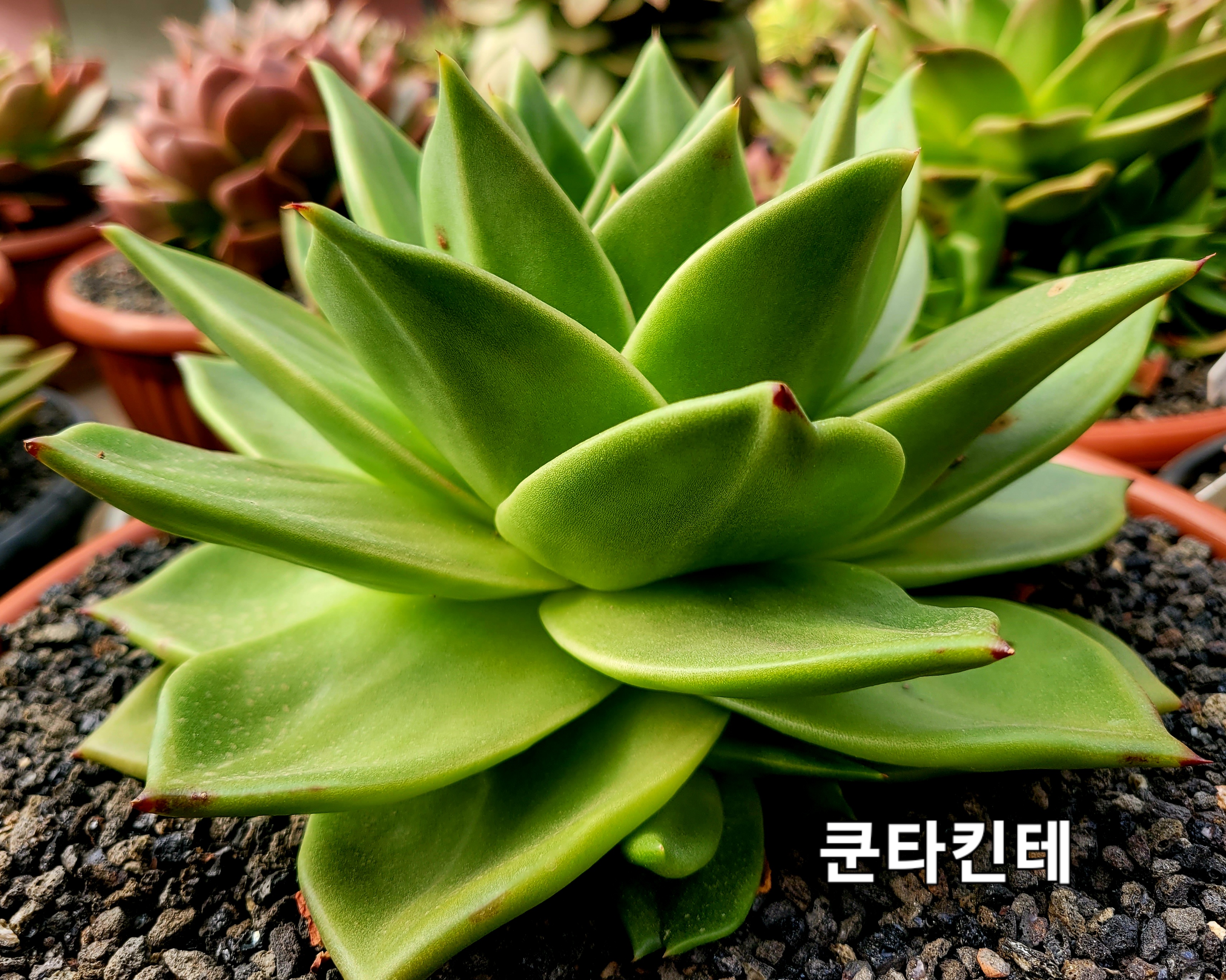 쿤타킨테 이미지