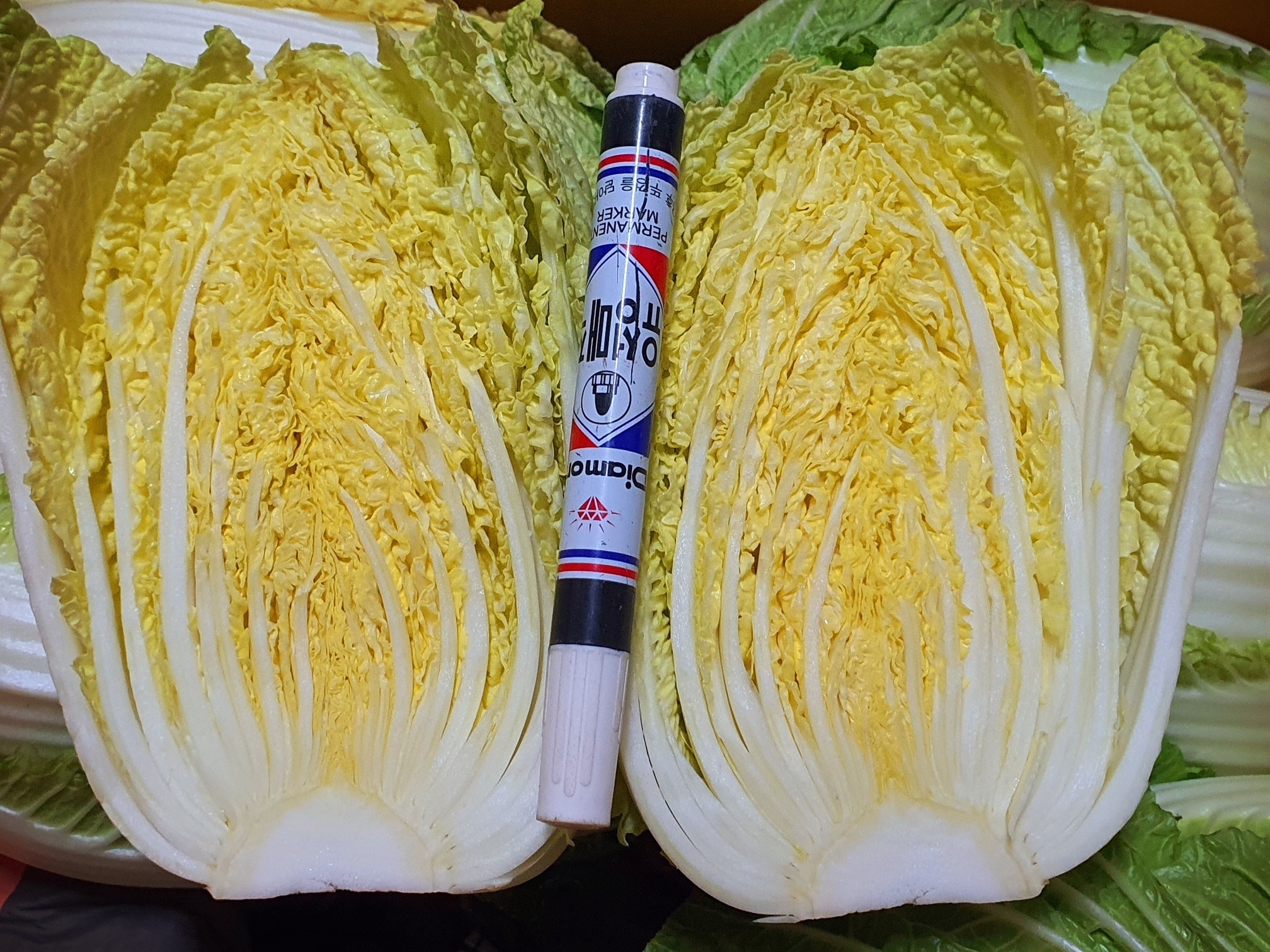 알배기 이미지