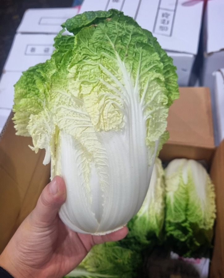 알배기 이미지