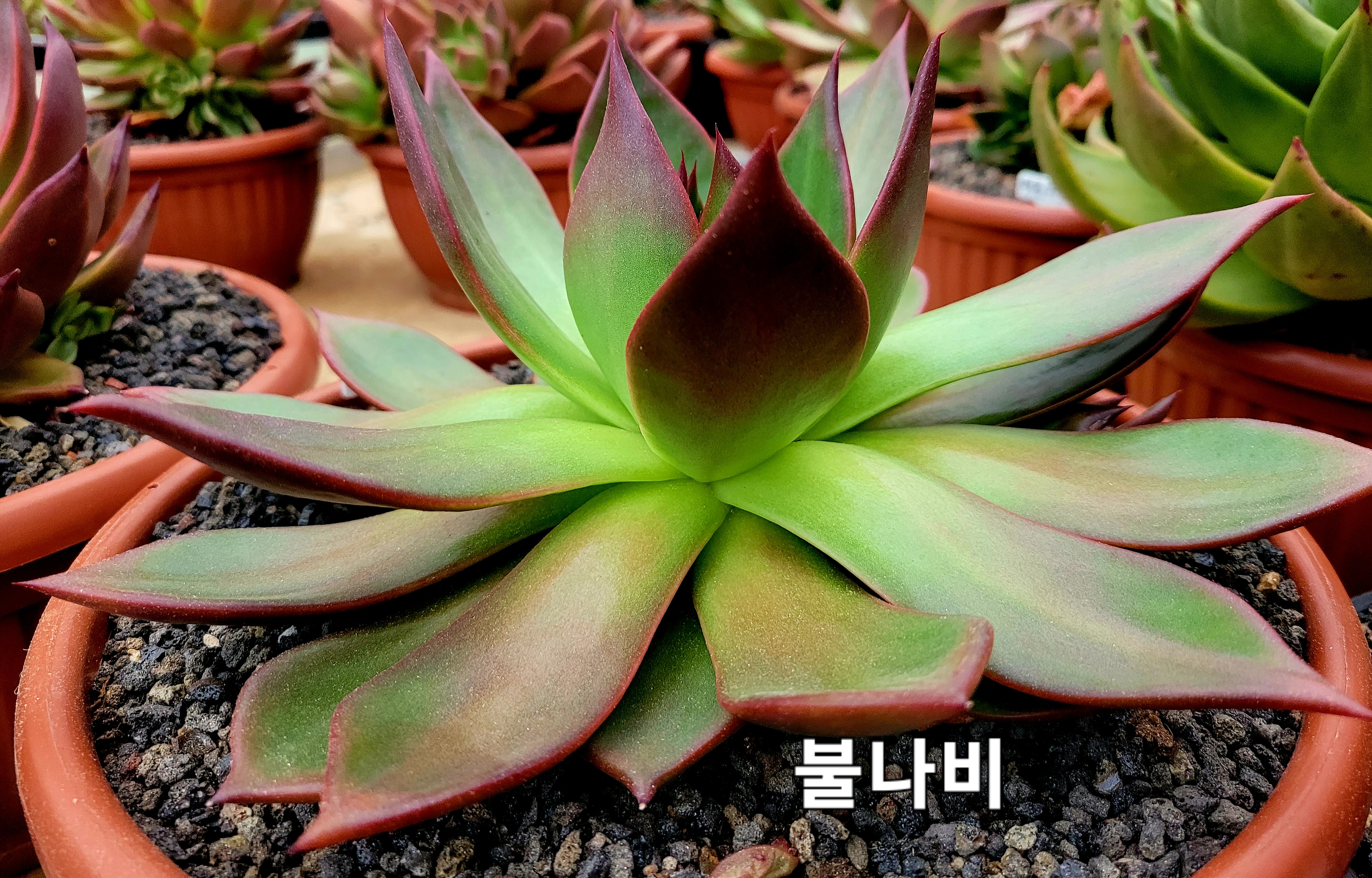 불나비 이미지