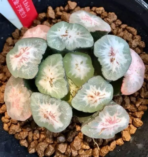 만상 이미지