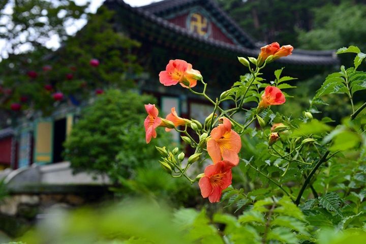 심원 이미지