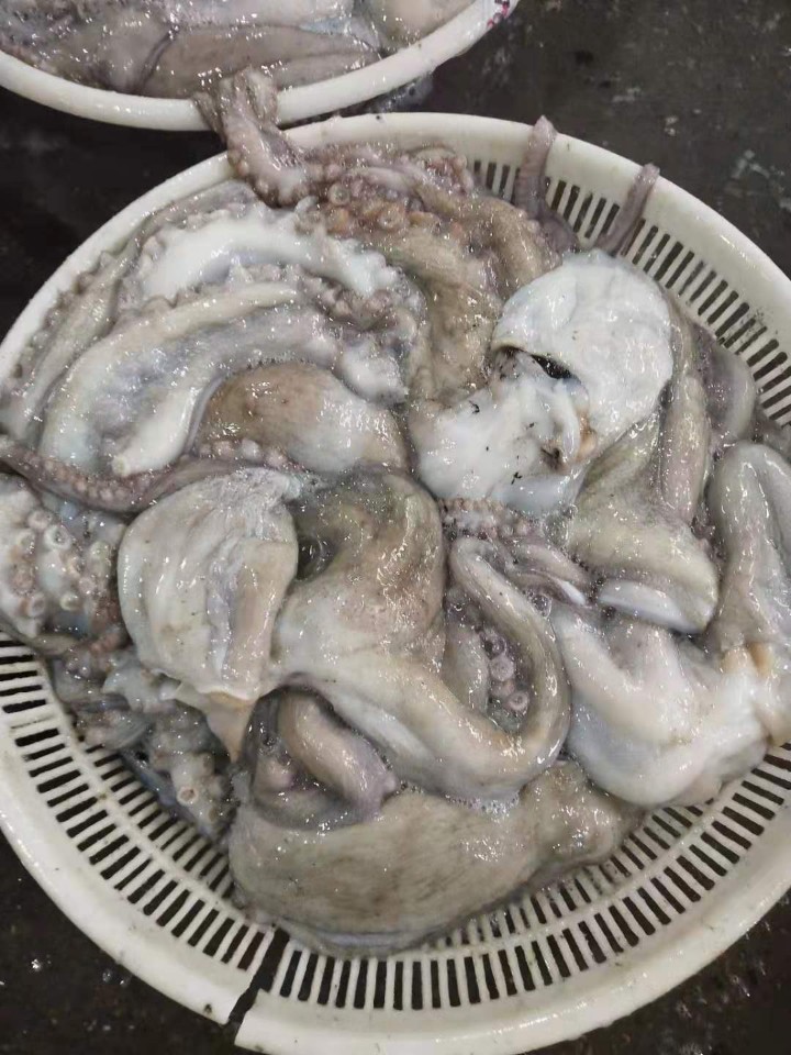 수산냉동 이미지
