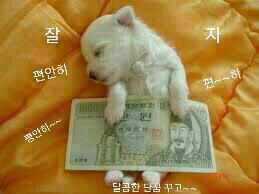 꿀잠 이미지