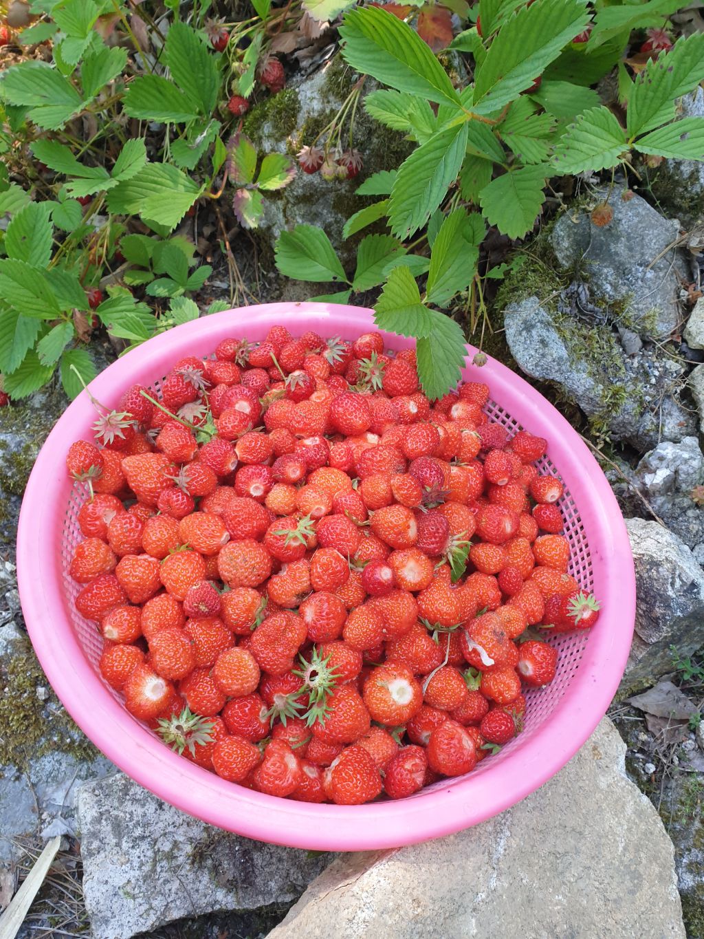 산골밥상 이미지