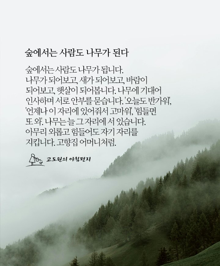 사람나무 이미지