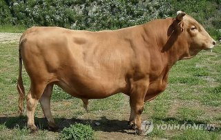 황소 이미지