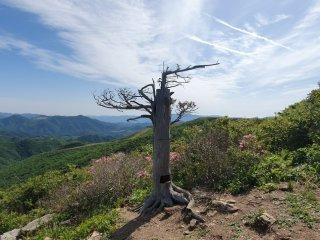 고목 이미지
