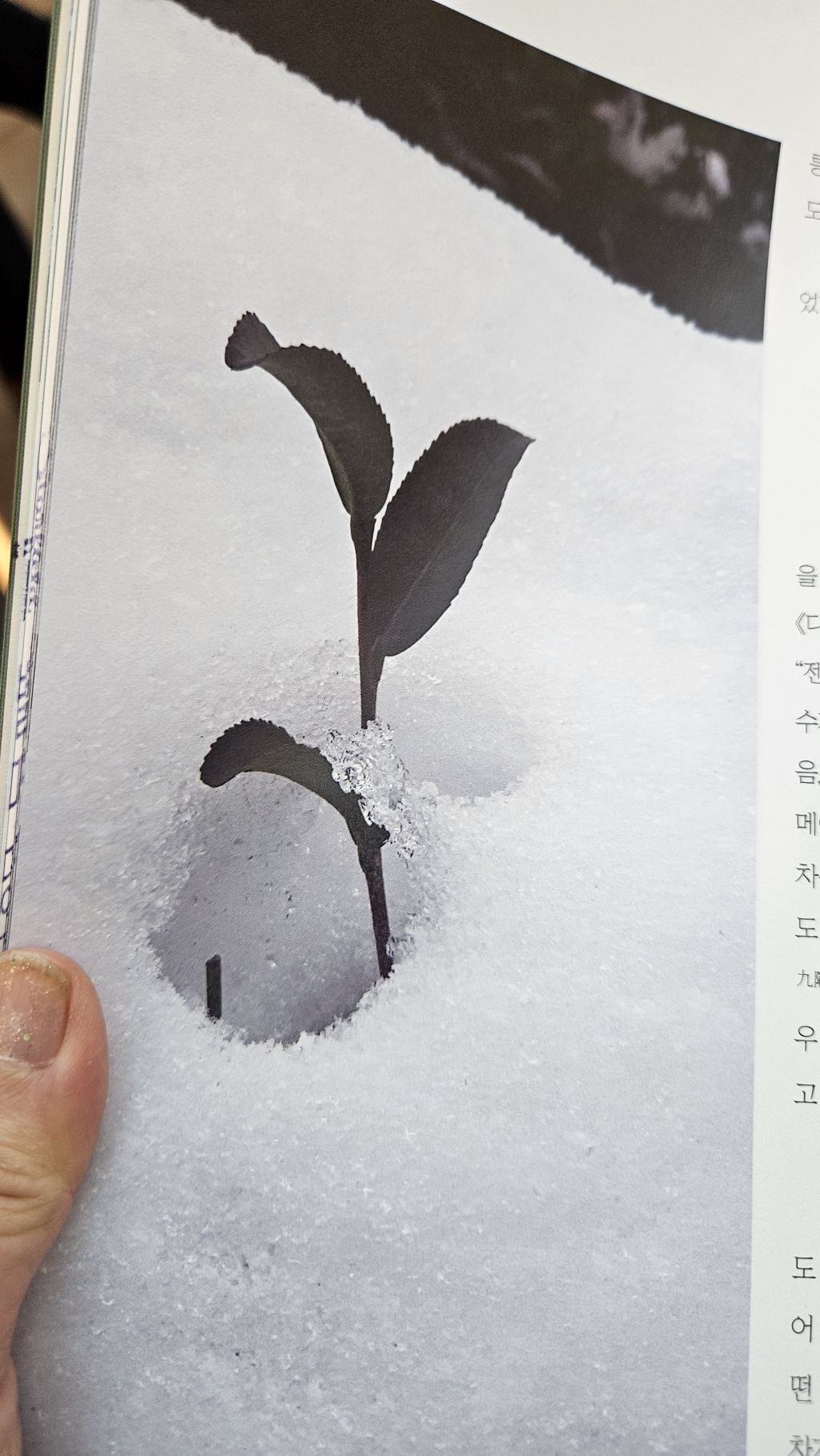 미소다실 이미지