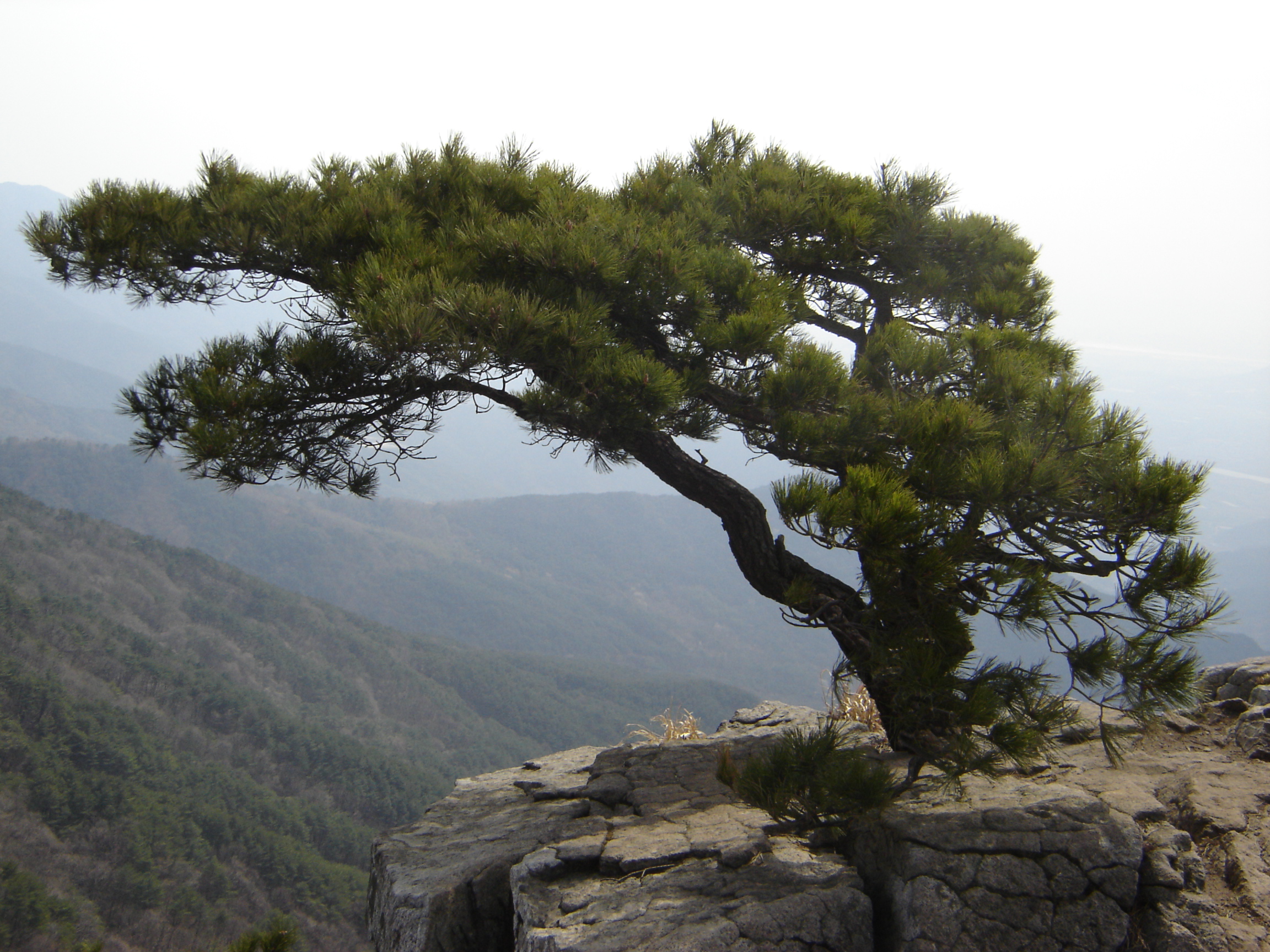 천과나무 이미지