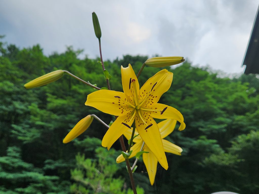 단지골 이미지