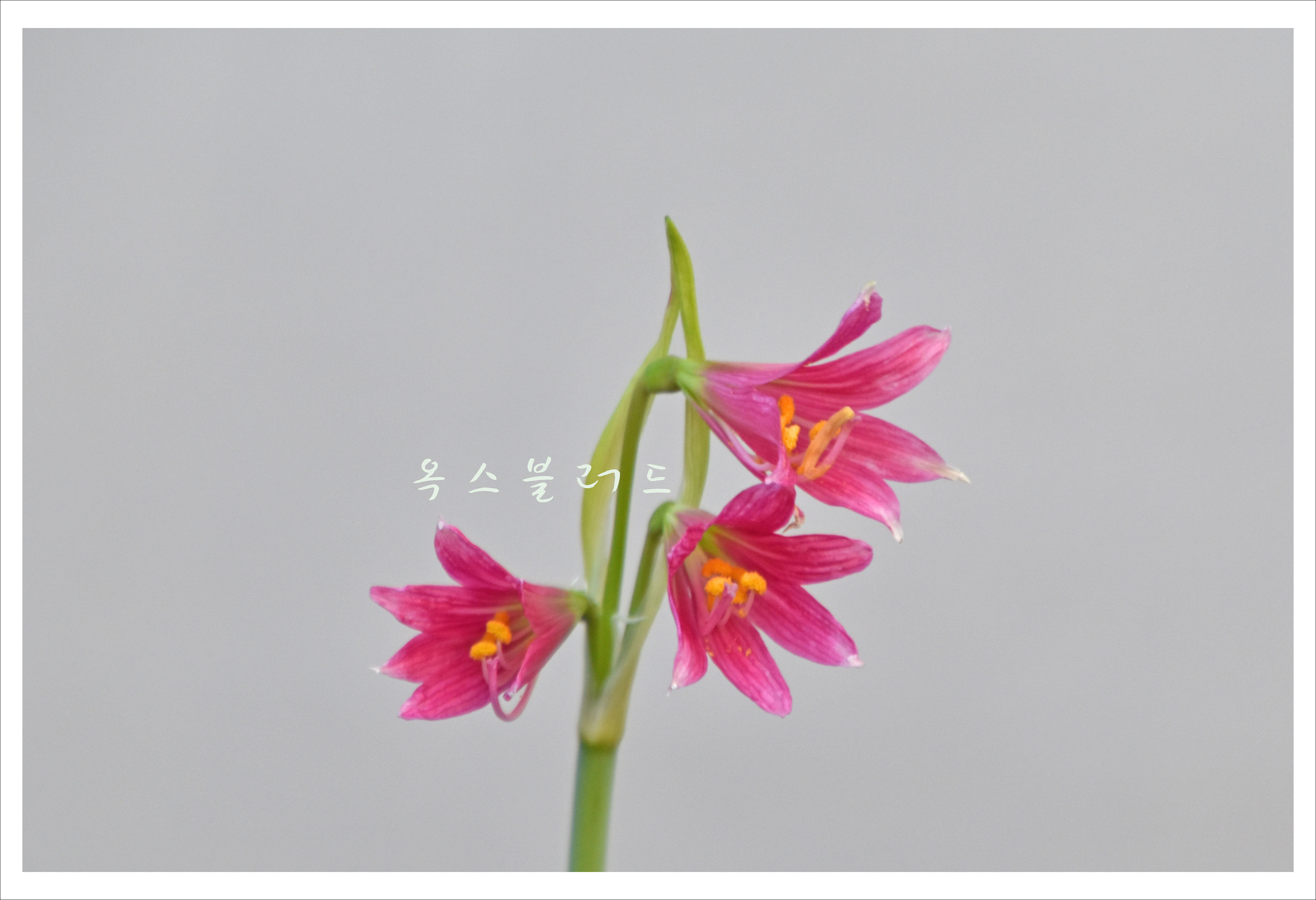 옥스 이미지