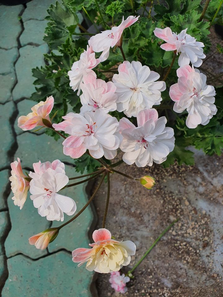 라라 마조리 이미지