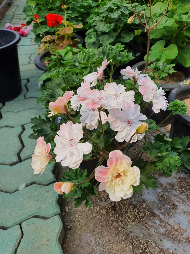 라라 마조리 이미지