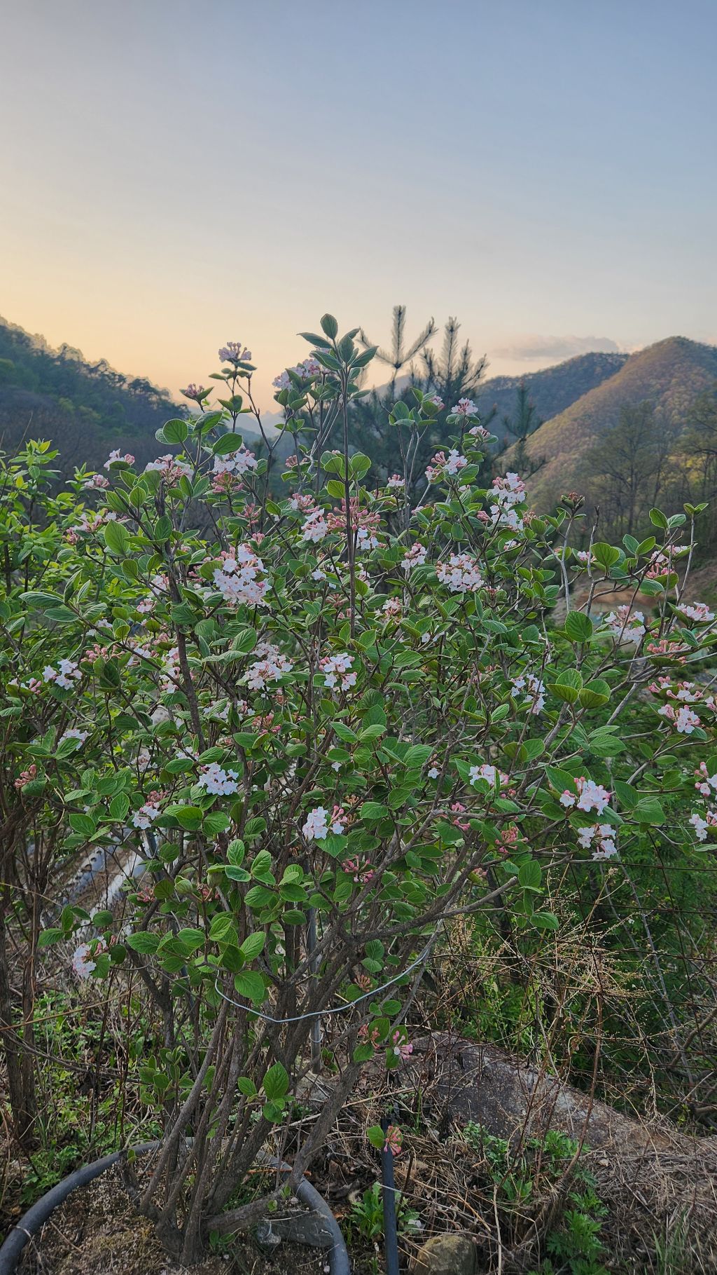 단지골 이미지