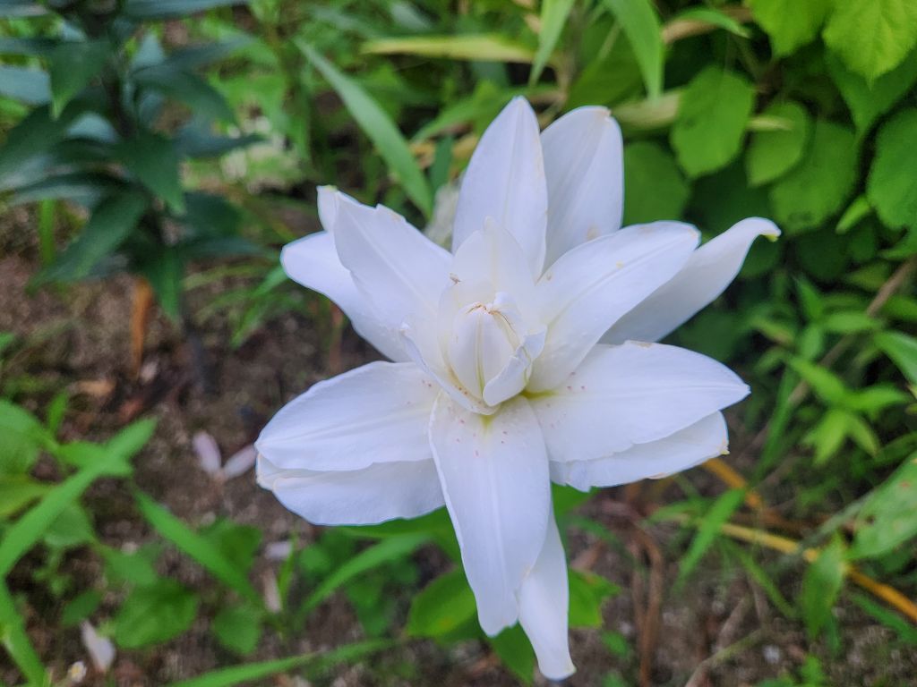 단지골 이미지