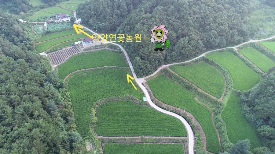 연꽃농원 이미지