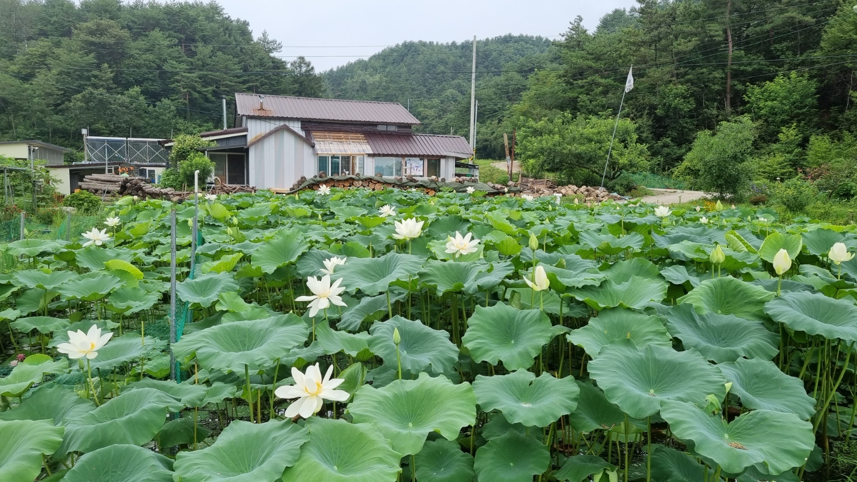 연꽃농원 이미지